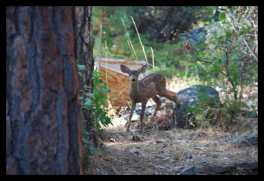 Deer