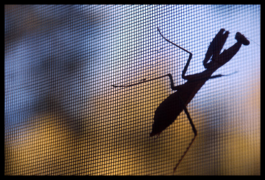 Mantiss