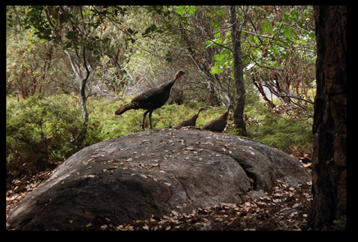 Turkey